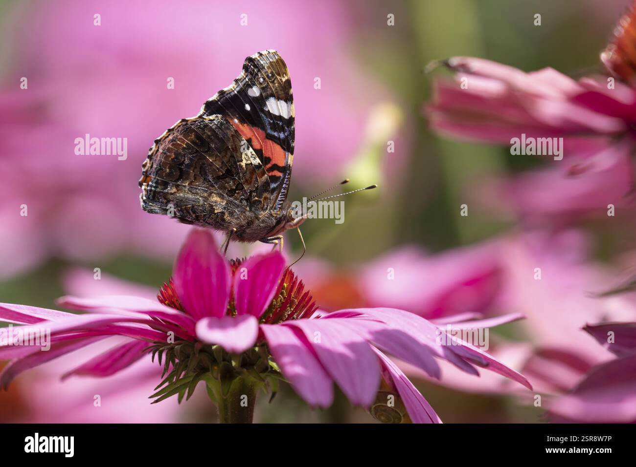 Papillon amiral rouge (Vanessa atalanta) insecte adulte se nourrissant sur le jardin fleurs de cône (Echinacea purpurea) en été, Angleterre, Royaume-Uni, E Banque D'Images