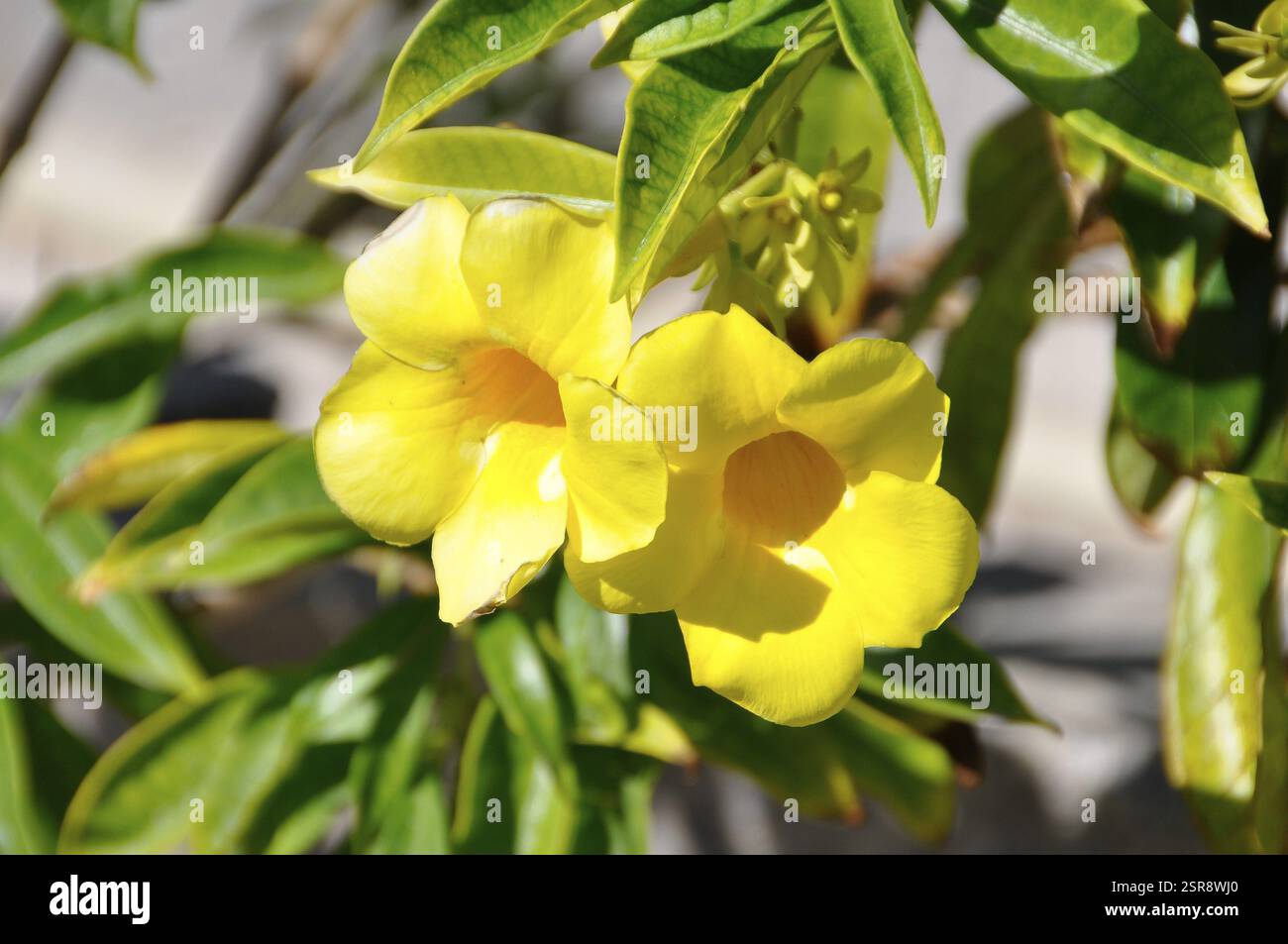 Trompette dorée, allamanda jaune (Allamanda cathartica), inflorescence, Cuba, Caraïbes, Amérique centrale Banque D'Images