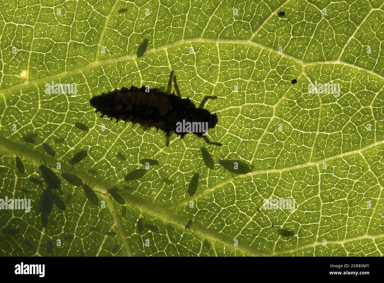 Larve de coccinelle septempunctata à sept taches et pucerons de prune (Hyalopterus pruni) sur une feuille de prunier en été, Angleterre, Royaume-Uni, Euro Banque D'Images