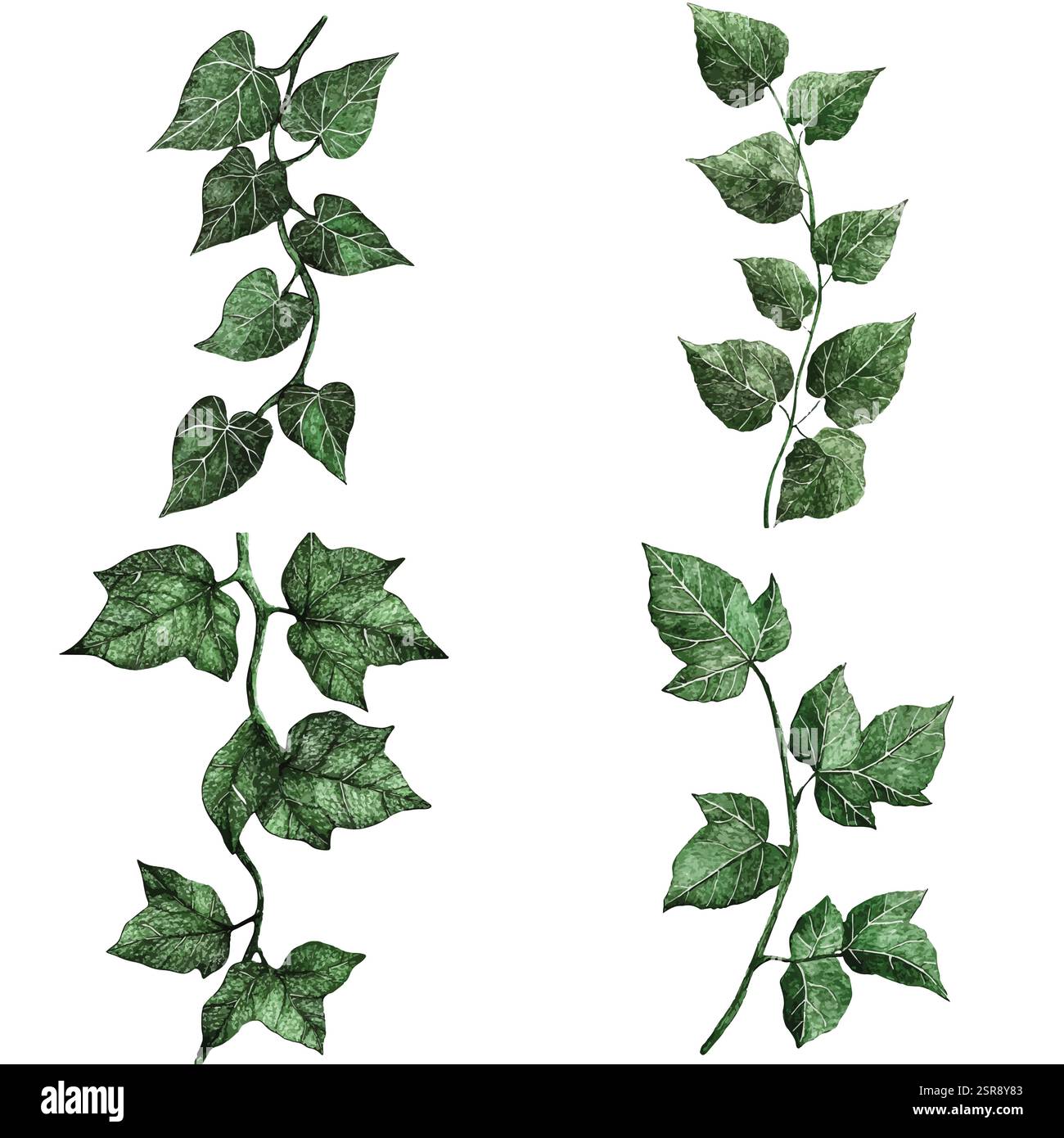 Une illustration d'aquarelle dessinée à la main de Ivy Vine Aquarelle Set : illustrations dessinées à la main qui a été tracée par image et vectorisée. L'illustration est conforme à la Illustration de Vecteur