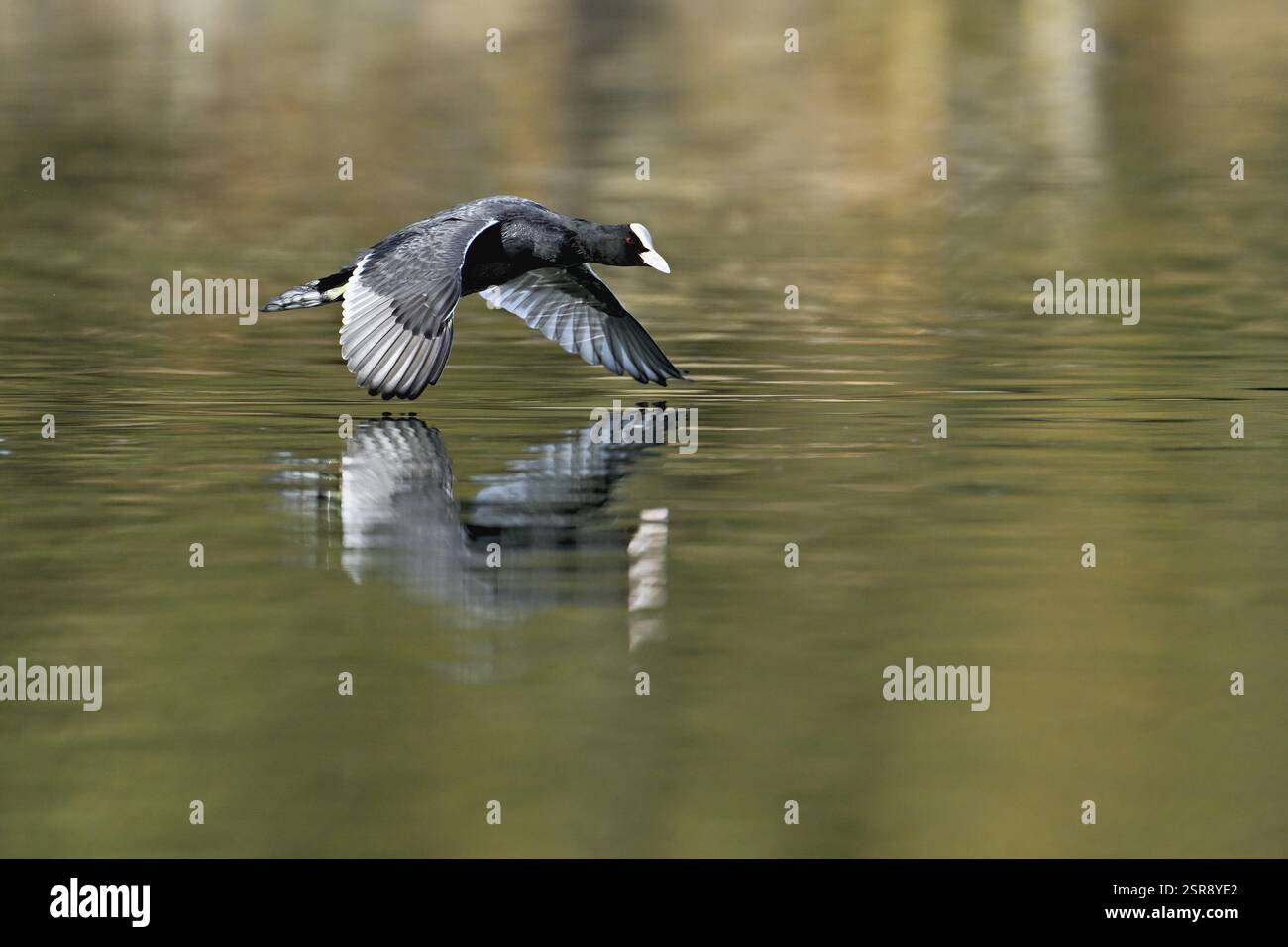 Eurasian Coot (Fulica atra), oiseau adulte volant au-dessus de l'eau, Flachsee, Canton Argovie, Suisse, Europe Banque D'Images