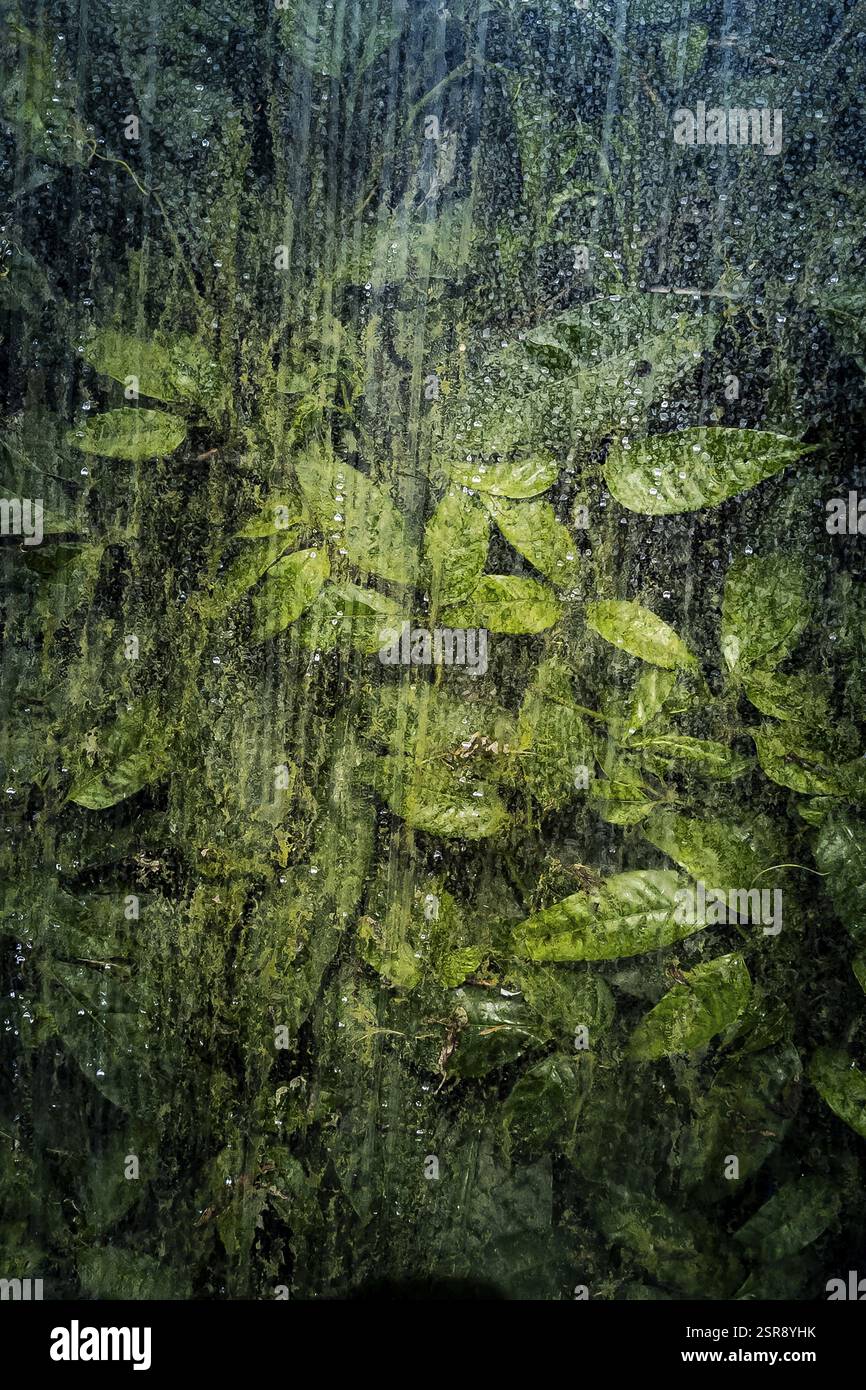 Plantes et feuilles vertes derrière le verre en serre, structure, fond, flore, art, texture, transparence, abstrait, détail, vert Banque D'Images