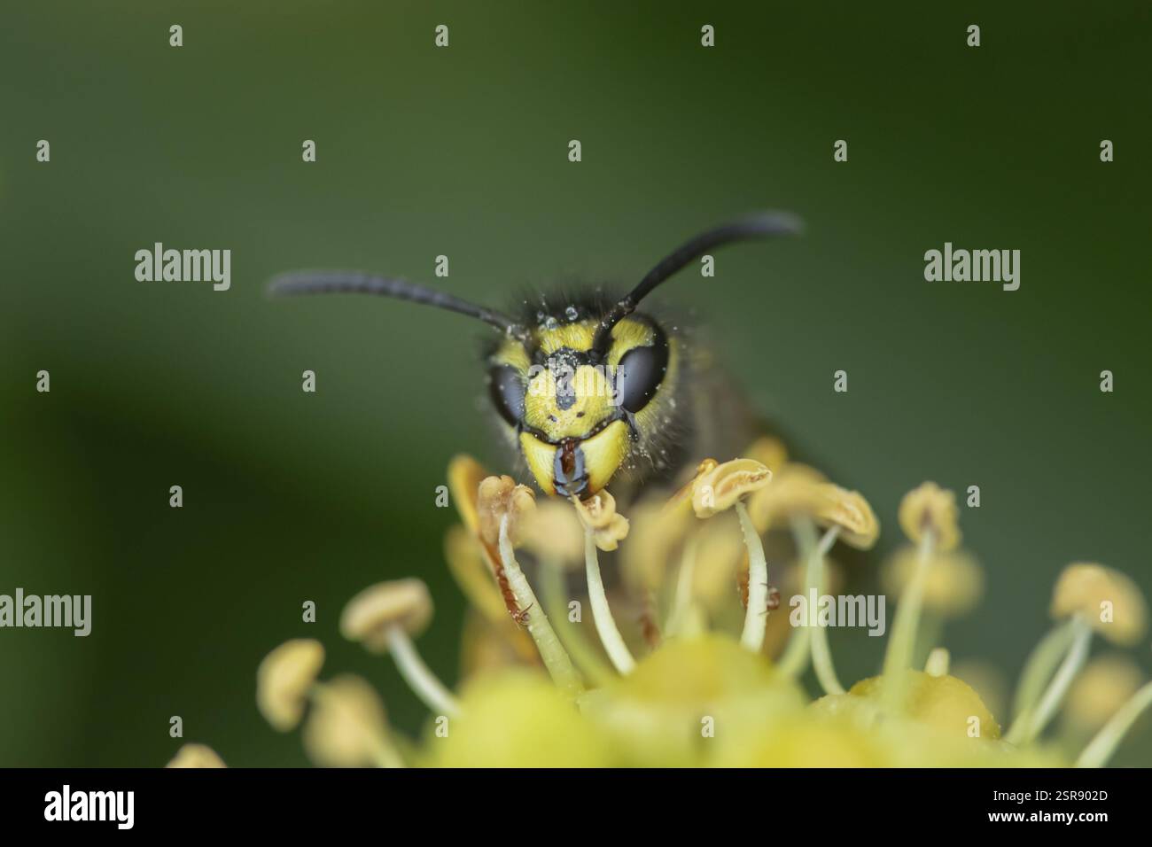 Guêpe commune (Vespula vulgaris) insecte adulte sur une fleur de lierre en automne, Angleterre, Royaume-Uni, Europe Banque D'Images
