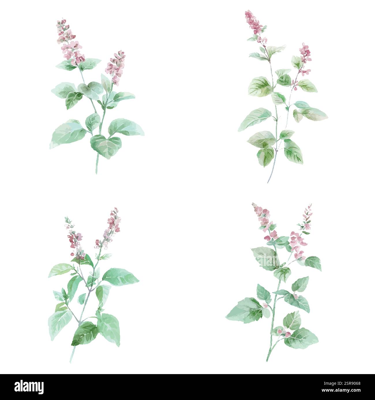 Une illustration à l'aquarelle dessinée à la main de plante de menthe poivrée concept d'illustration dessinée à la main qui a été tracée par image et vectorisée. L'illustration est perf Illustration de Vecteur
