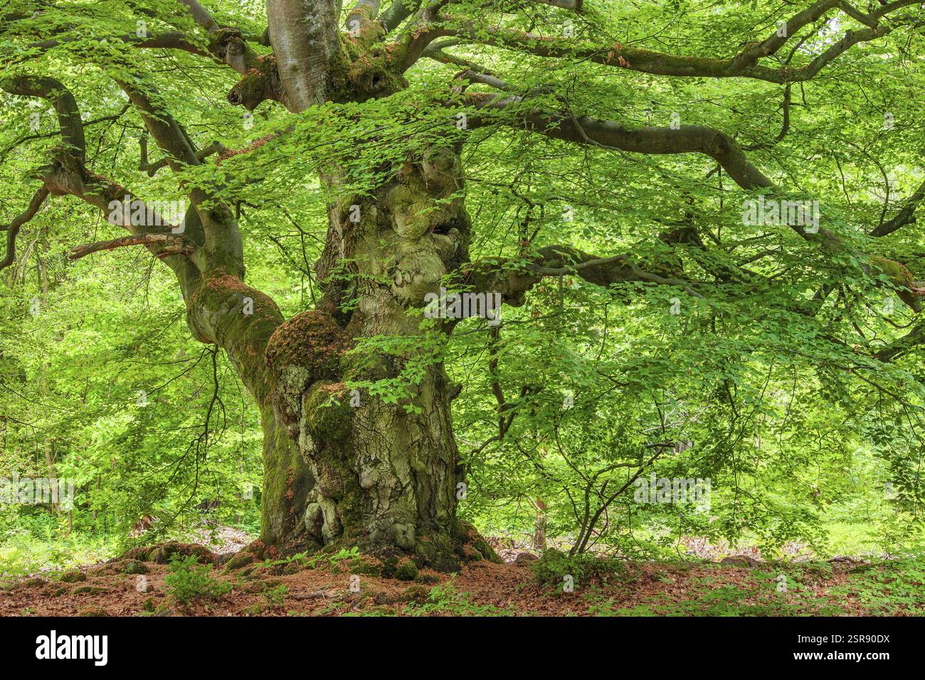 Vieux hêtre noueux dans l'ancienne forêt Hutewald Halloh au printemps, Bad Wildungen, Kellerwald, Hesse, Allemagne, Europe Banque D'Images