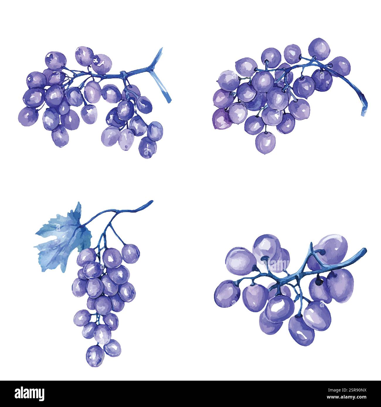 Illustration d'aquarelle dessinée à la main d'un jeu de vignes d'aquarelle dessiné à la main qui a été tracé par image et vectorisé. L'illustration est parfaite pour n'importe quel d Illustration de Vecteur