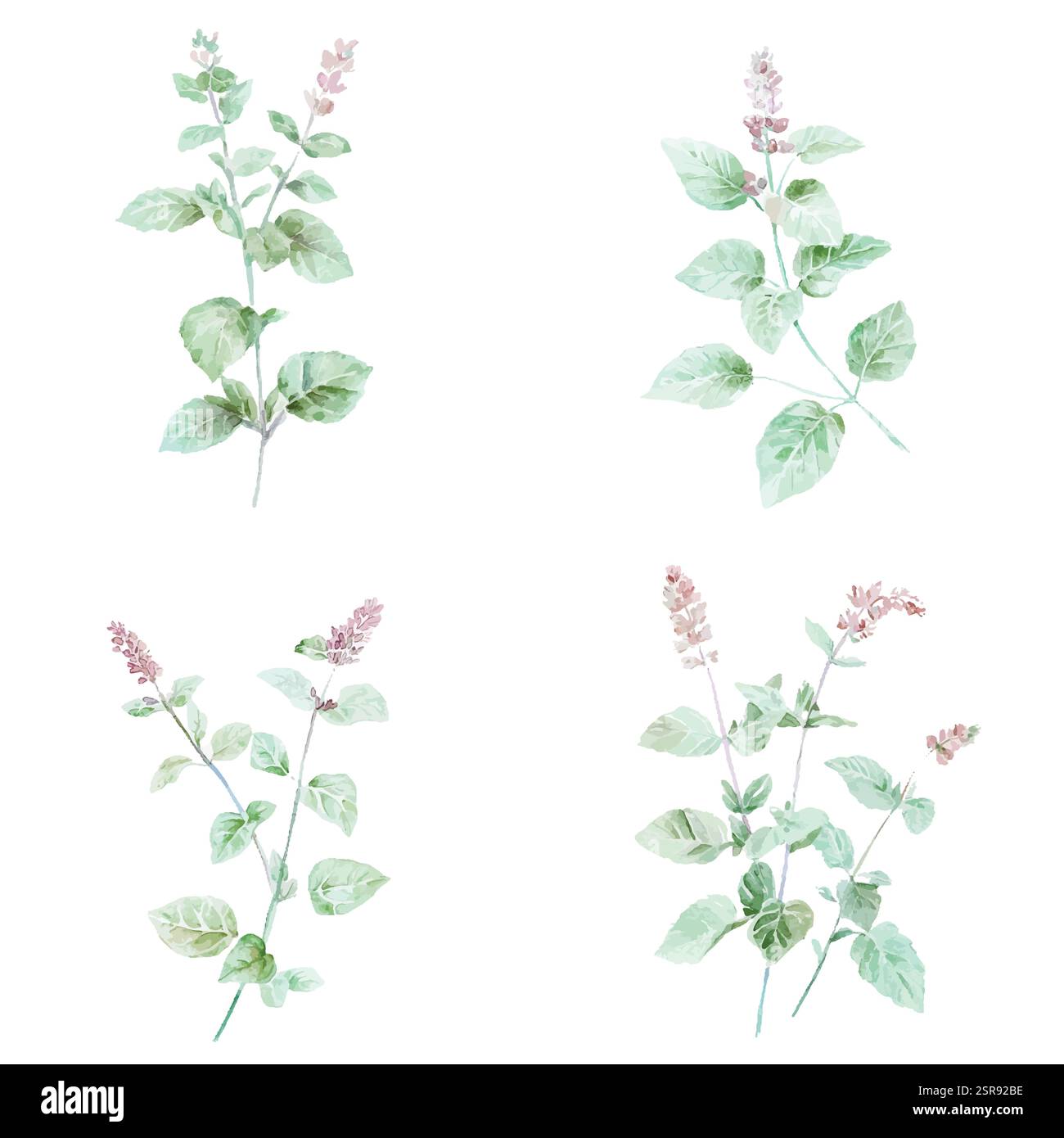 Une illustration à l'aquarelle dessinée à la main de plante de menthe poivrée concept d'illustration dessinée à la main qui a été tracée par image et vectorisée. L'illustration est perf Illustration de Vecteur