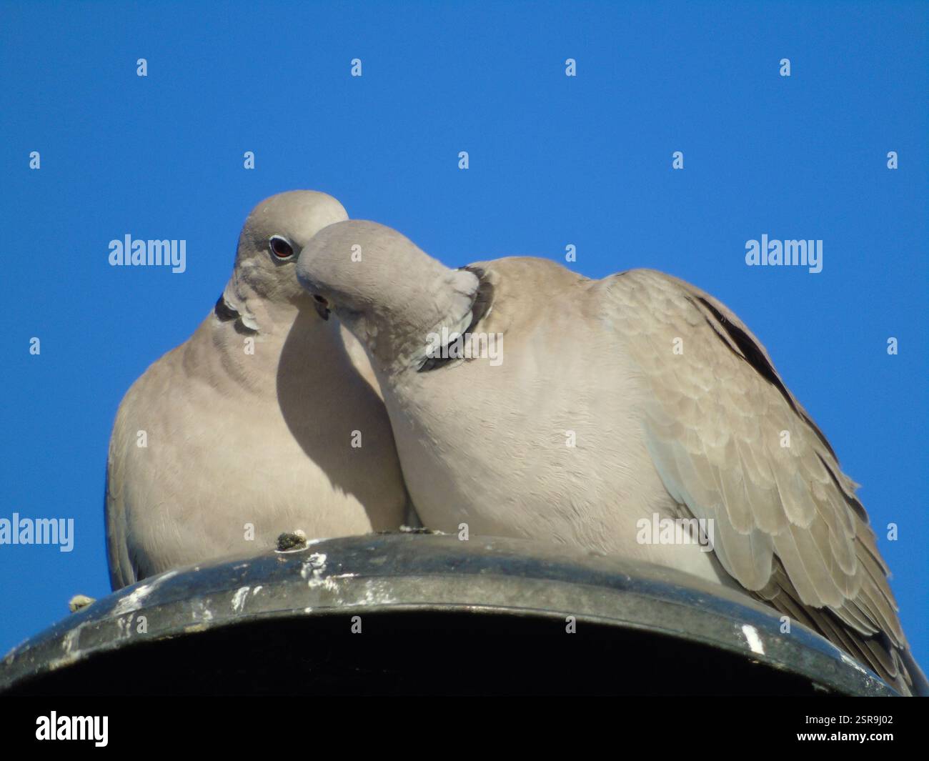 Pigeons nourrissant, embrassant, amoureux Banque D'Images