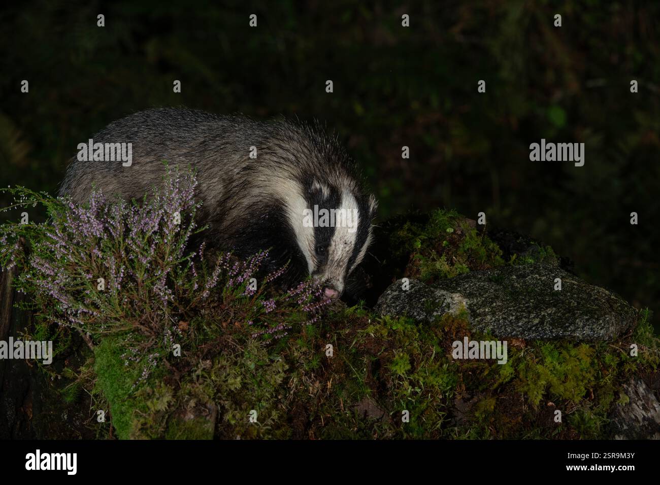 Blaireau (Meles meles), à la recherche de nourriture parmi les bruyères, sous la pluie, Morvern, Écosse. Banque D'Images Blaireau (Meles meles), à la recherche de nourriture parmi les bruyères, sous la pluie, Morvern, Écosse. Banque D'Images