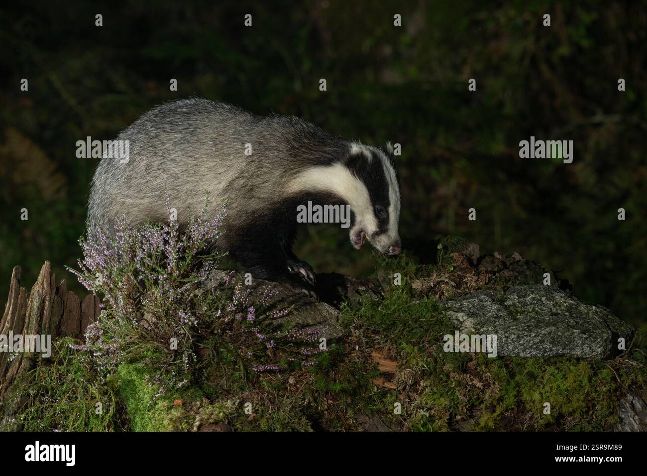 Blaireau (Meles meles), à la recherche de nourriture parmi les bruyères, sous la pluie, Morvern, Écosse. Banque D'Images Blaireau (Meles meles), à la recherche de nourriture parmi les bruyères, sous la pluie, Morvern, Écosse. Banque D'Images