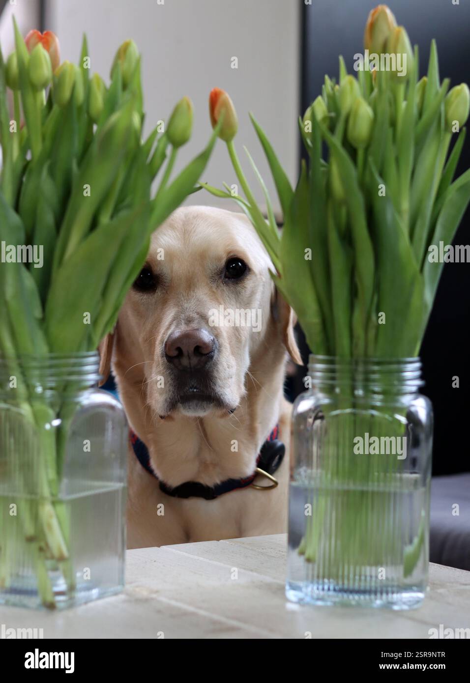 Chien Labrador Retriever gros plan. Concept Happy Pet. Banque D'Images