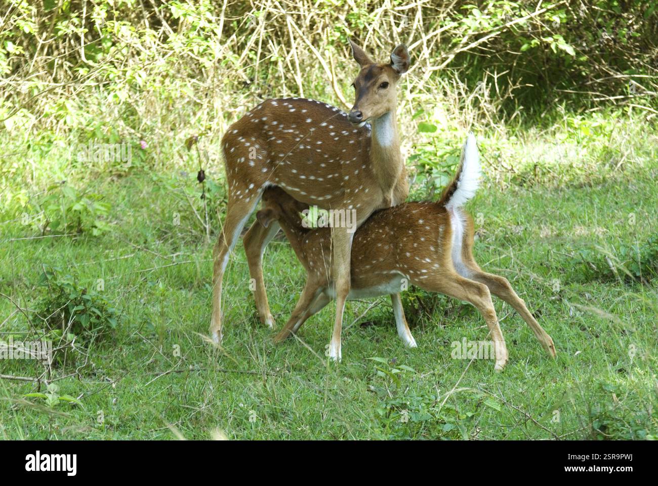 Axe d'axe de paire de cerfs tacheté ou chital avec alimentation de fauve, Bangalore, Karnataka, Inde, Asie Banque D'Images
