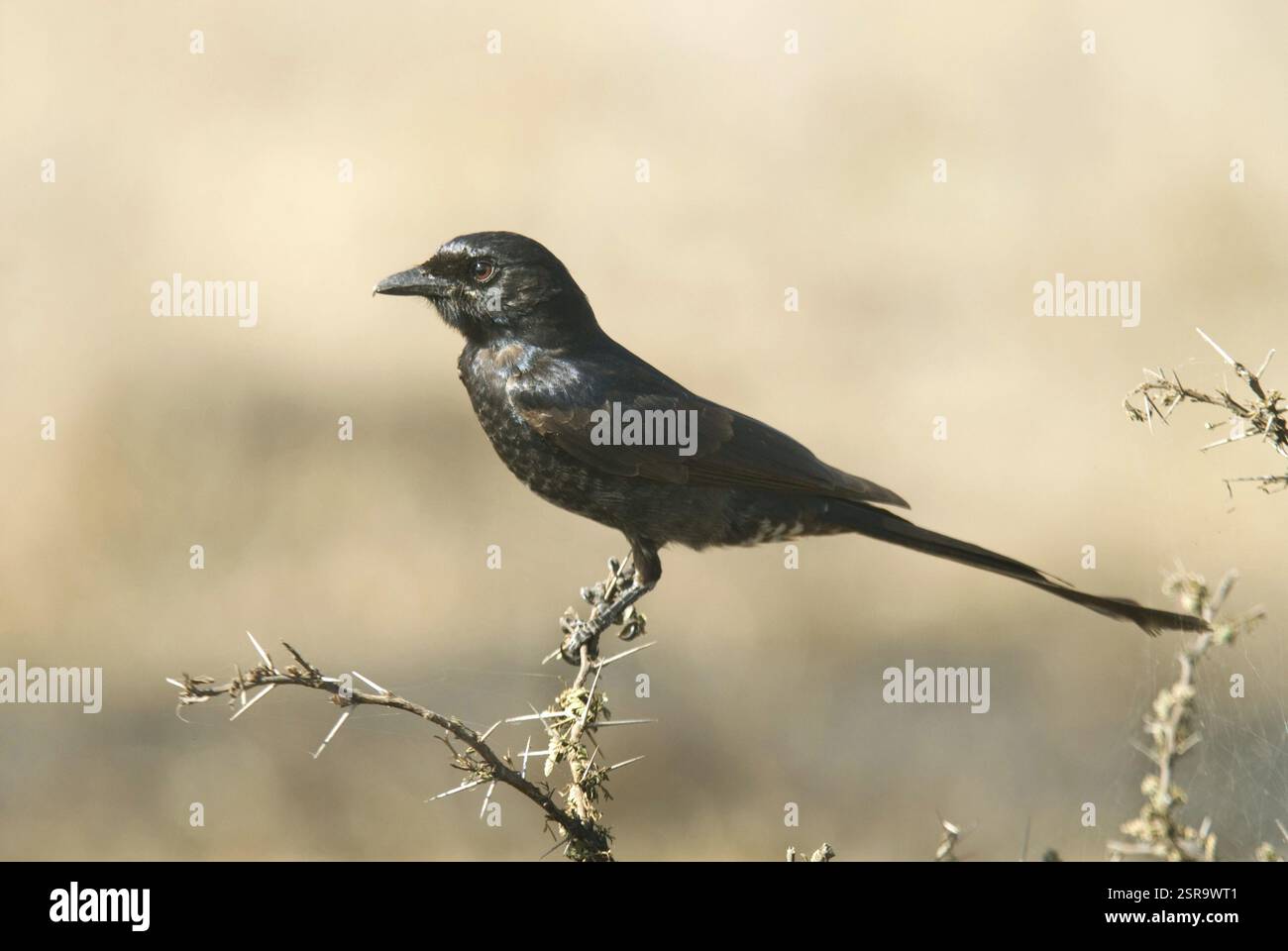Oiseaux, drongo dicrurus aeneus bronzé à Hesarghatta près de Bangalore, Karnataka, Inde, Asie Banque D'Images