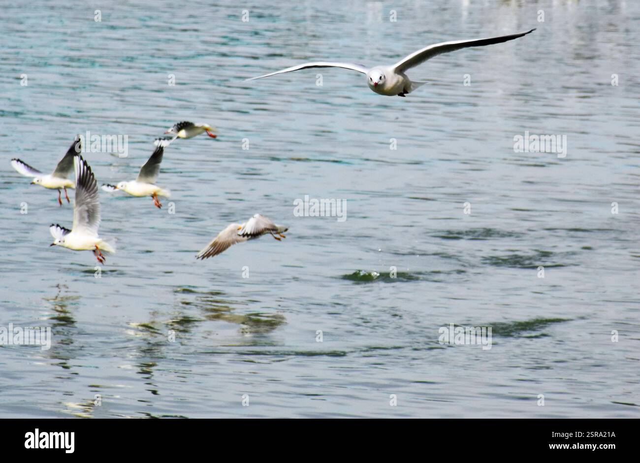 Goélands de rivière. Ailes larges et tendresse des oiseaux en vol Banque D'Images