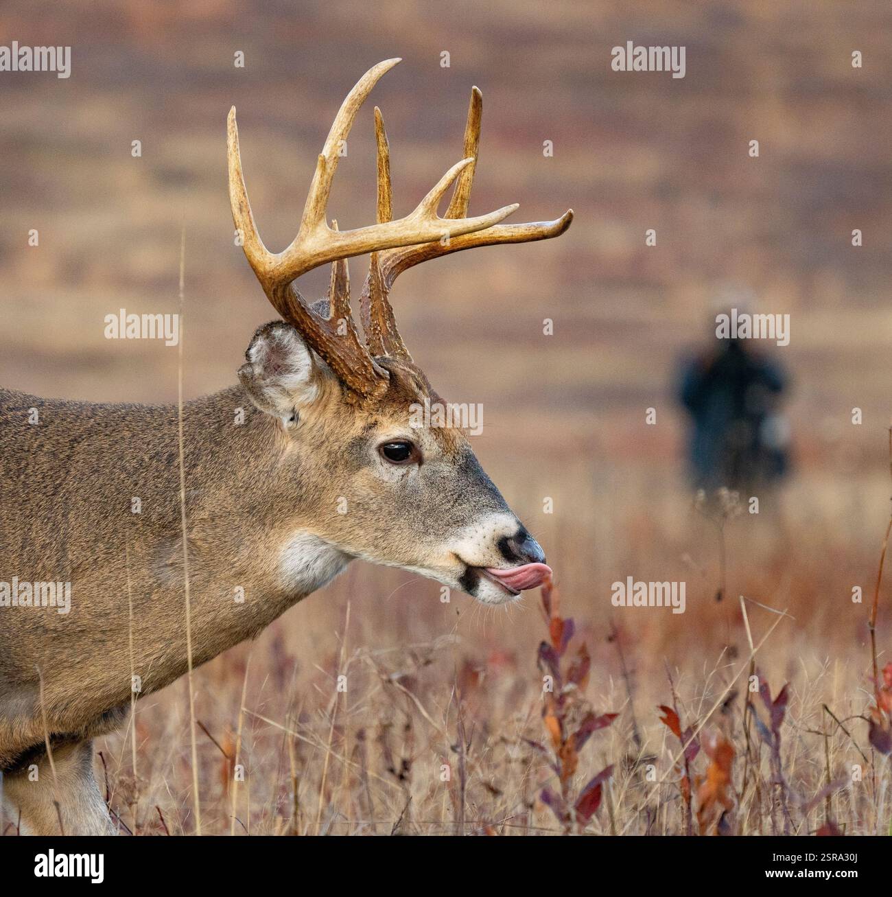Buck à queue blanche (Odocoileus virginianus) Banque D'Images