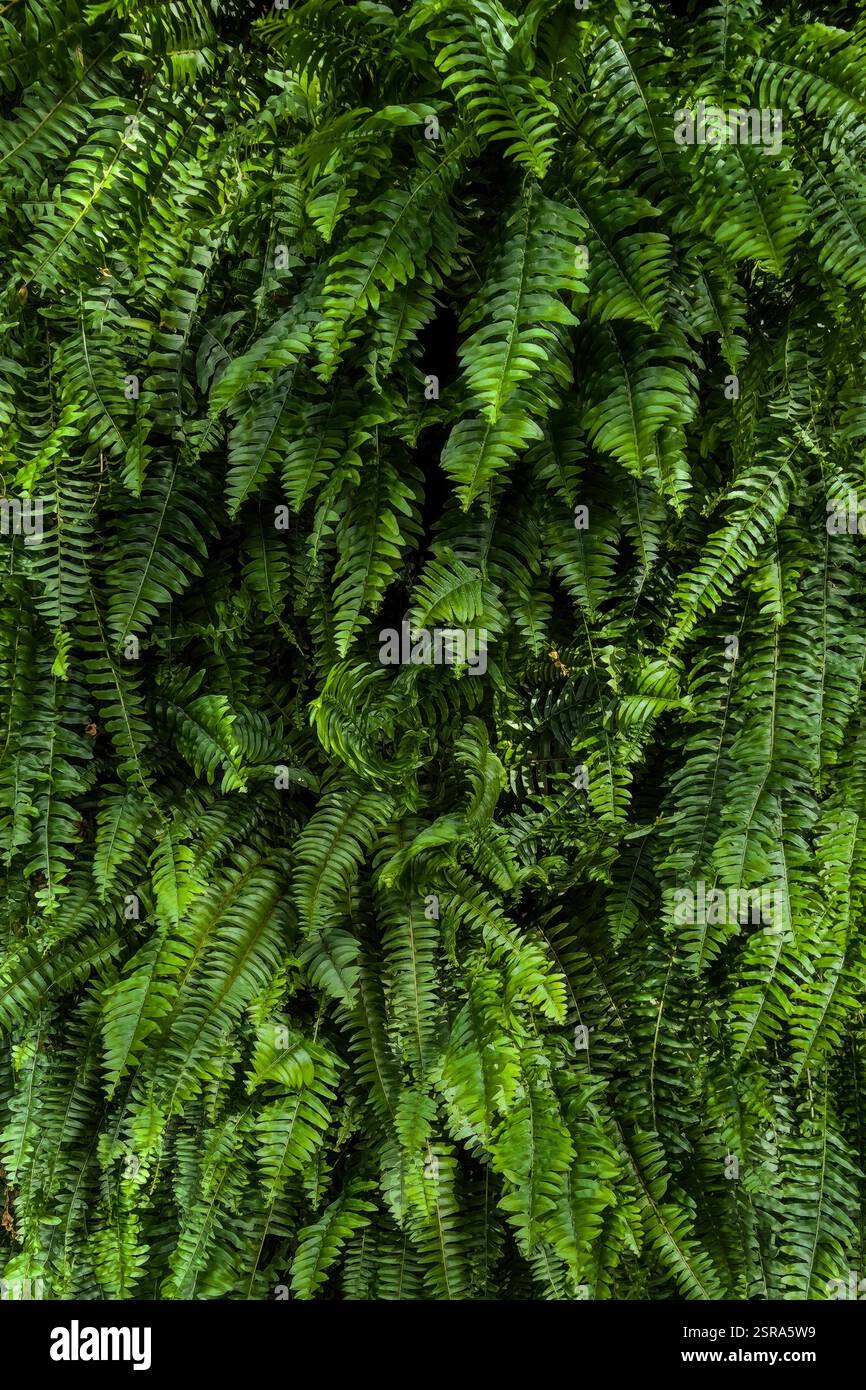 Gros plan de feuilles de fougères vertes éclatantes formant un fond tropical dense, idéal pour la photographie botanique, les projets écologiques et inspirés par la nature - Image de stock capturée avec un smartphone