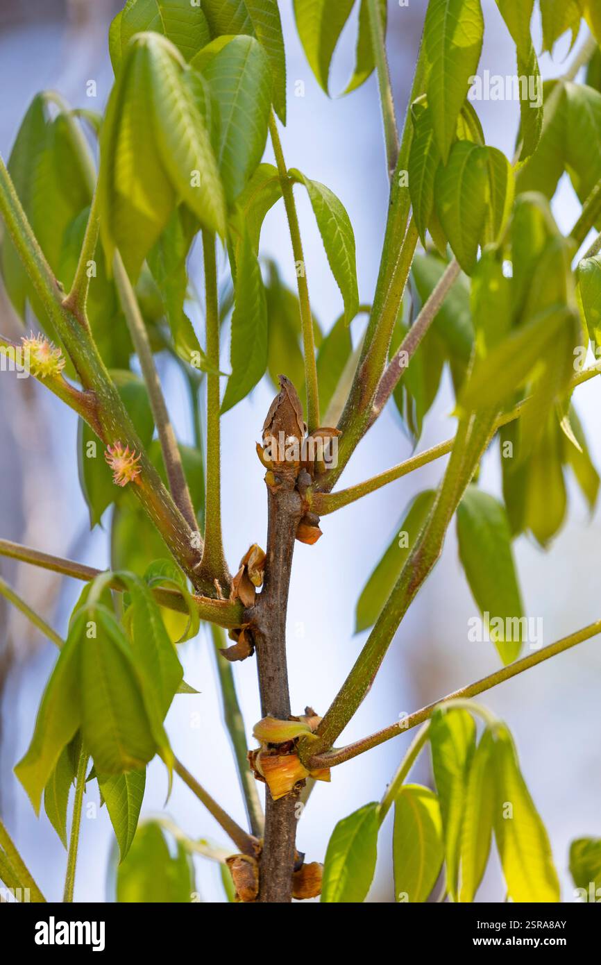 Un bourgeon d'arbre Shagbark Hickory (Carya ovata) et des feuilles fraîches, nouvellement émergées au printemps. Banque D'Images
