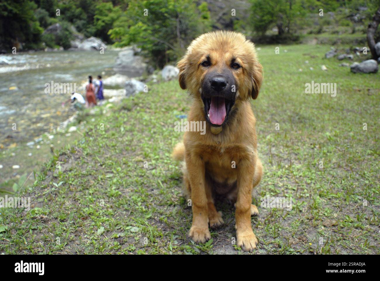 Garde-chien local animaux animaux couleur brun couleurs chiens pleine longueur fourrure pleine longueur horizontal Inde regarder-à-caméra mammifères un animal de compagnie en plein air PE Banque D'Images