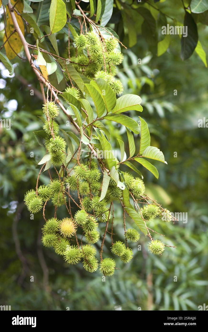 Fruits du ramboutan non mûrs Nephelium lappaceum sapindaceae, Kerala, Inde, Asie Banque D'Images