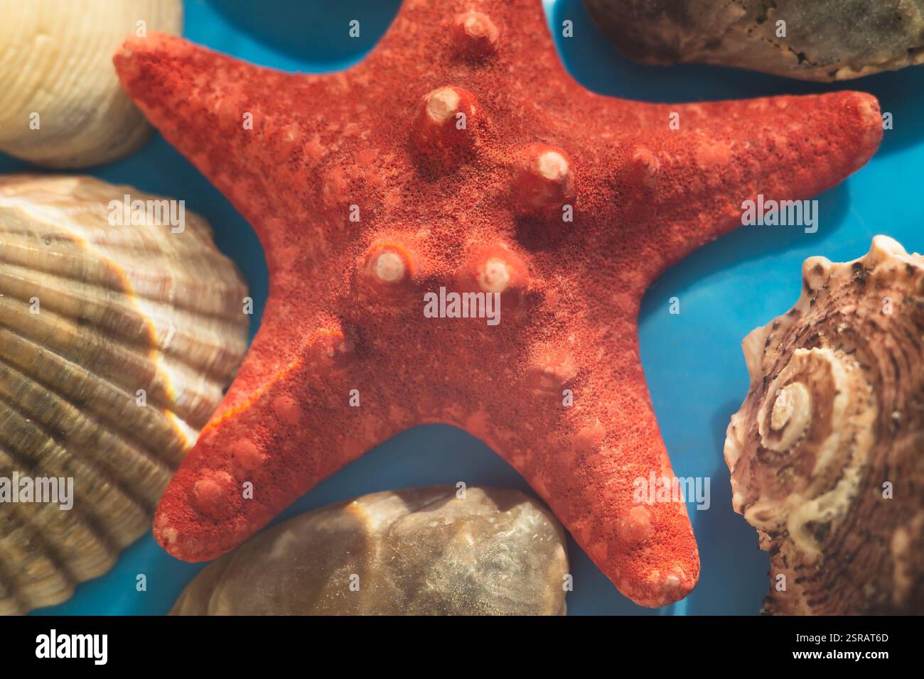 Gros plan de Red Starfish avec coquillages sur fond bleu Banque D'Images