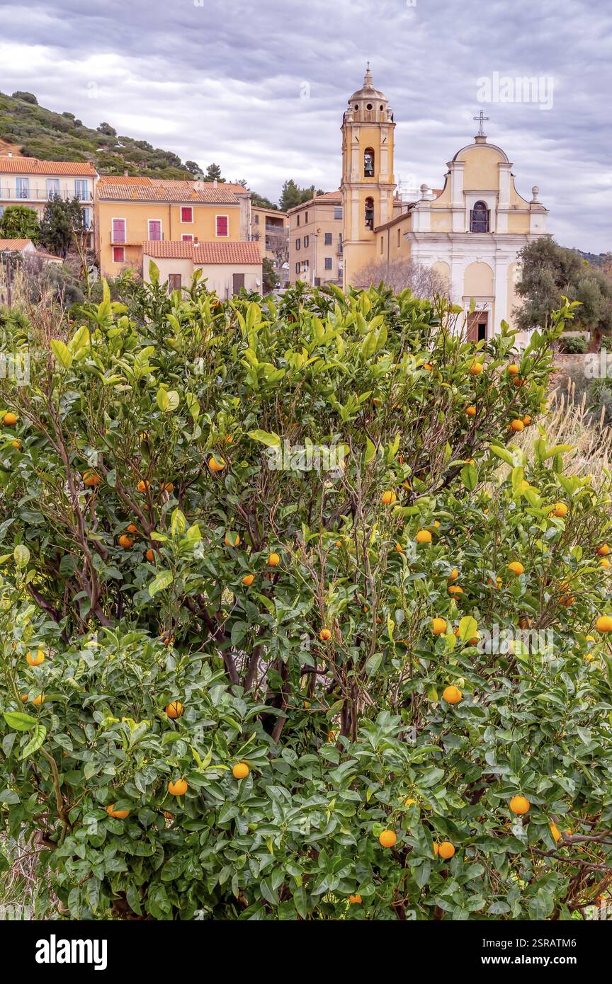 Arbre clémentine avec des fruits devant l'Eglise latine catholique (église latine) de Cargèse, Corse, France, Europe Banque D'Images