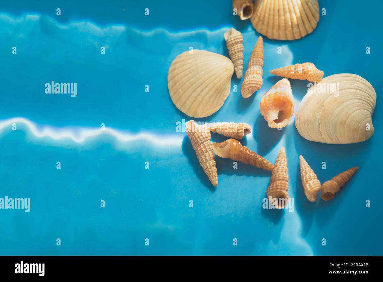 Coquillages disposés sur le côté droit avec fond bleu vide Banque D'Images