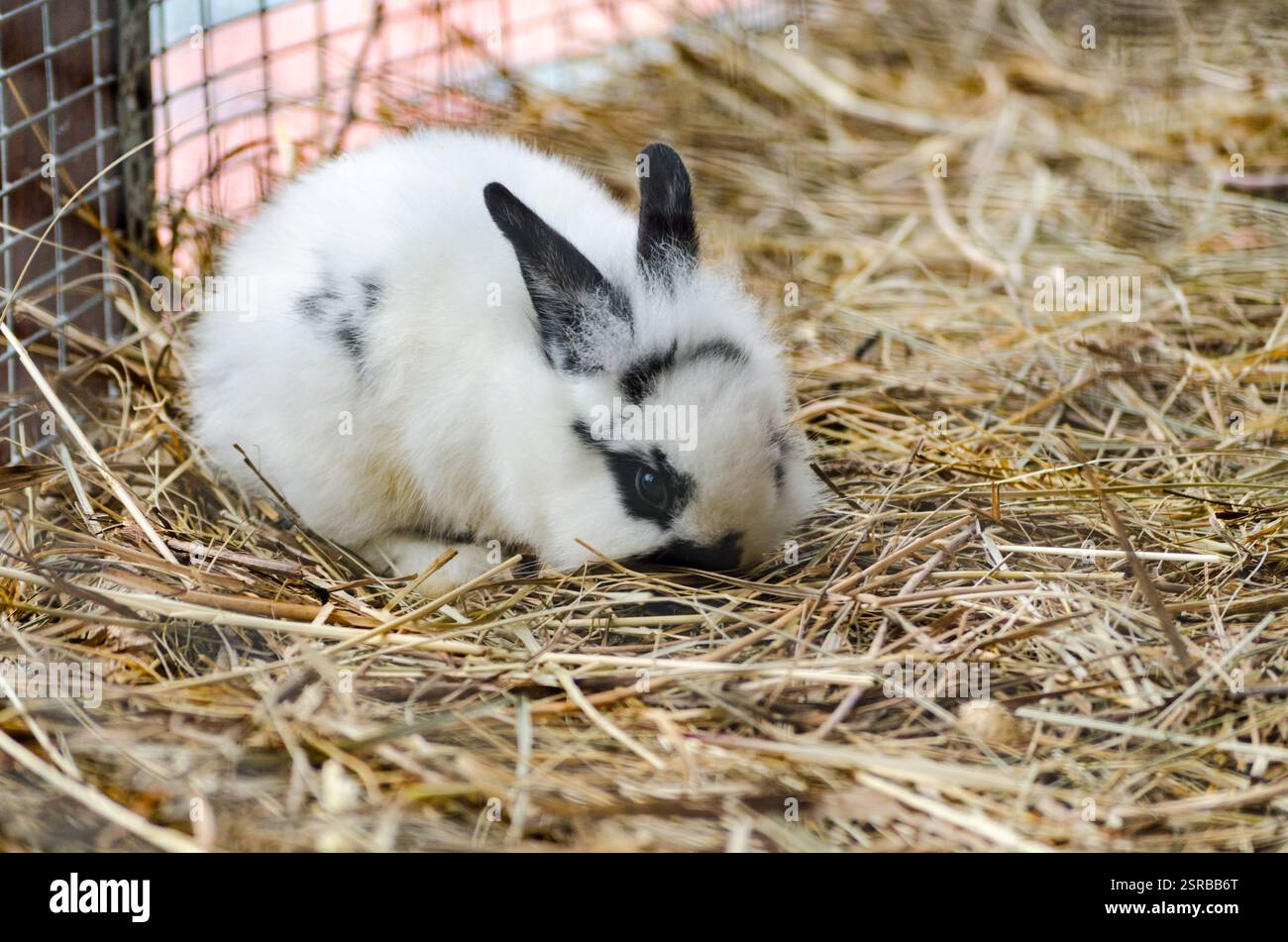 Petit lapin moelleux avec des marques noires repose sur la paille dans la cage. Un éclairage doux met en valeur la texture de la fourrure. L'ambiance calme et les tons chauds améliorent la sensation de confort Banque D'Images