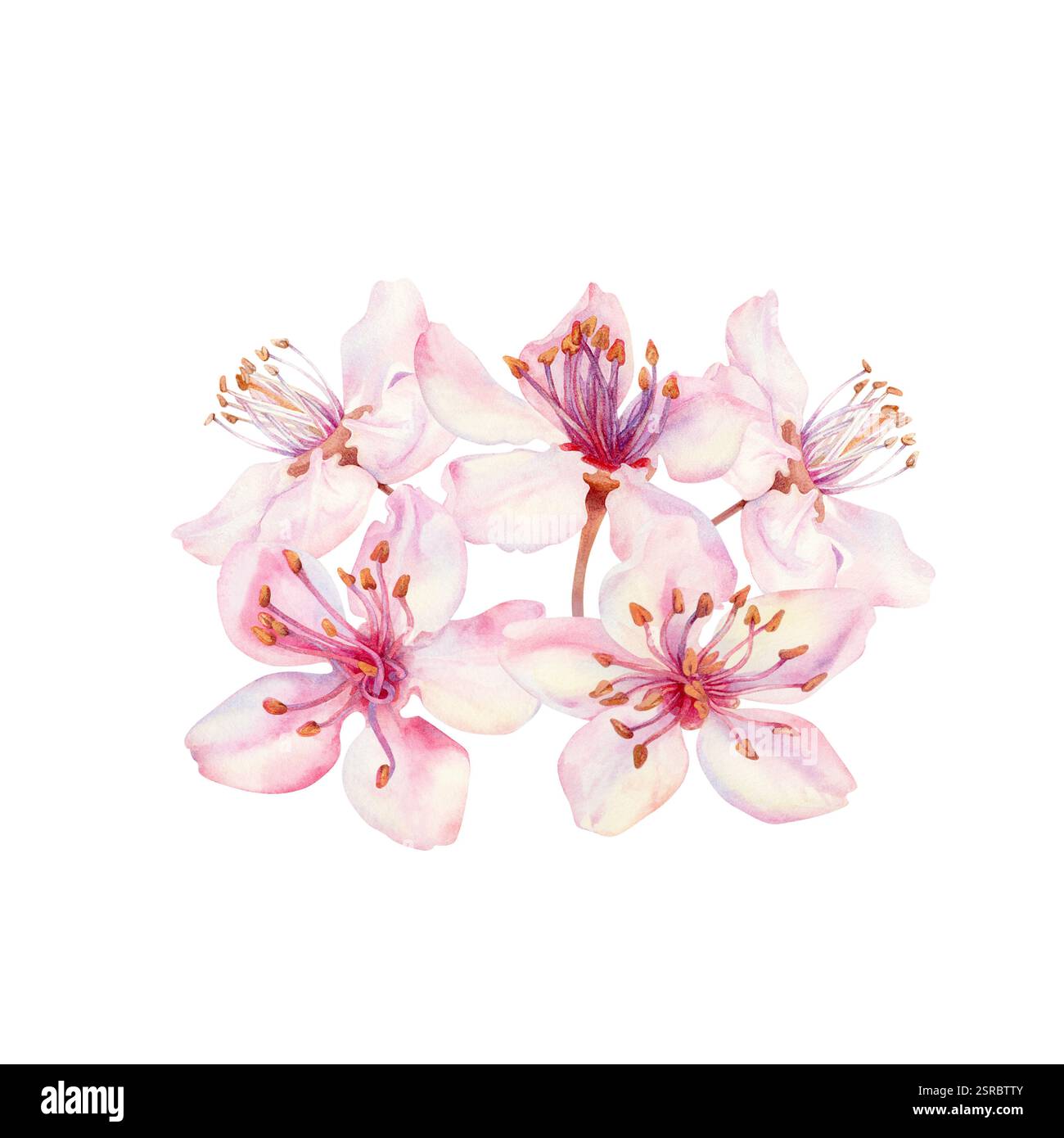 Fleurs de Sakura sur un fond blanc. Fleurs de fleurs de cerisier florissantes au printemps pour le festival Hanami. Nuances délicates de rose, lilas, lilas, pétales violets Banque D'Images