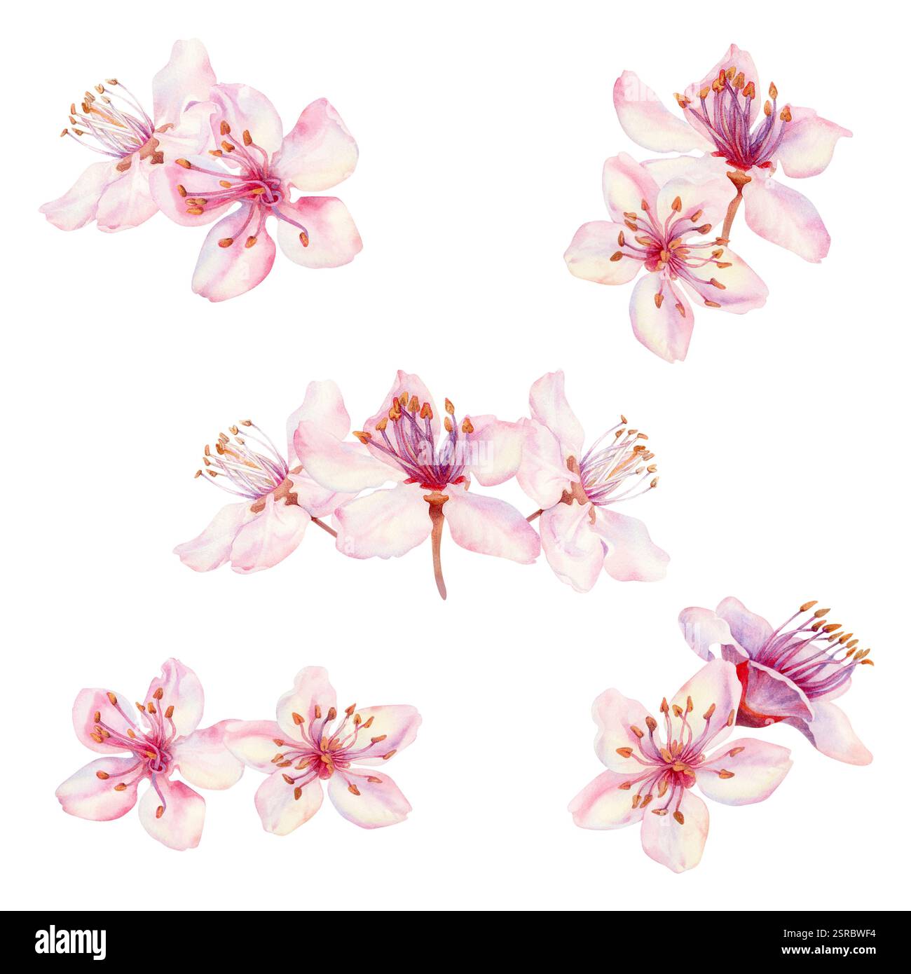 Fleurs de Sakura sur un fond blanc. Fleurs de fleurs de cerisier florissantes au printemps pour le festival Hanami. Nuances délicates de rose, lilas, lilas, pétales violets Banque D'Images