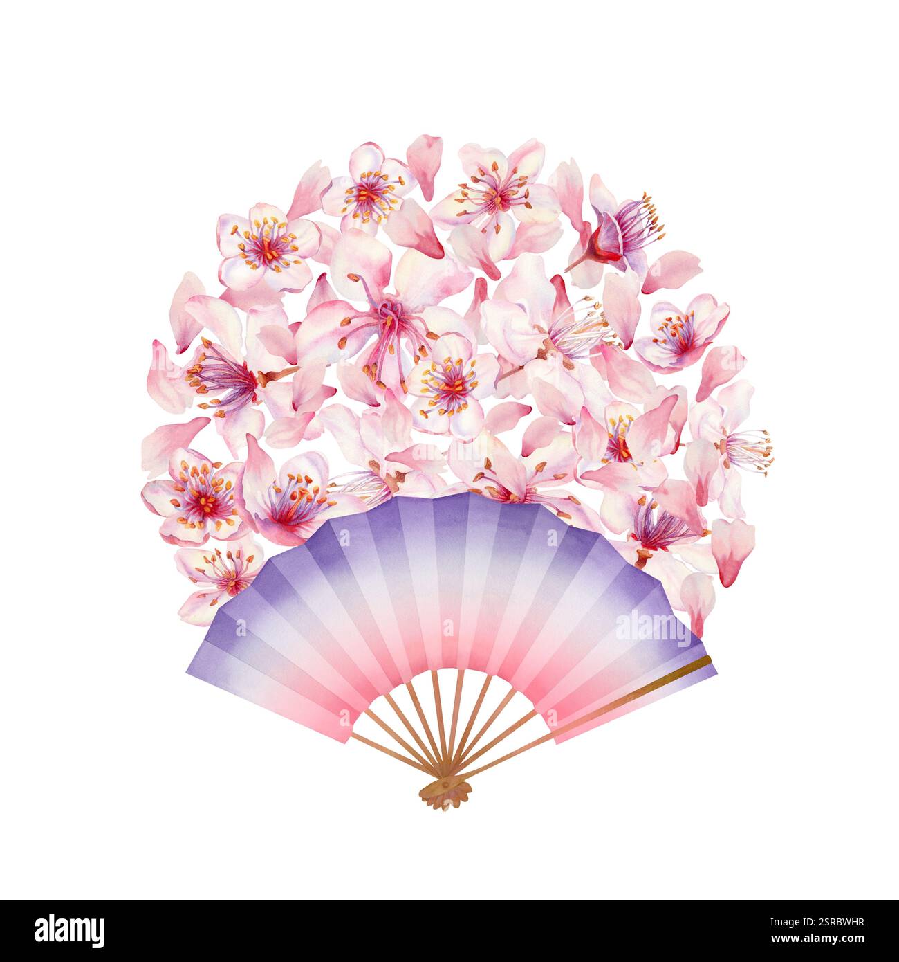 Ventilateur pliant avec des fleurs de cerisier roses pour célébrer le festival japonais Hanami de fleurs de cerisier isolé sur fond blanc. Magnifique dr. Banque D'Images