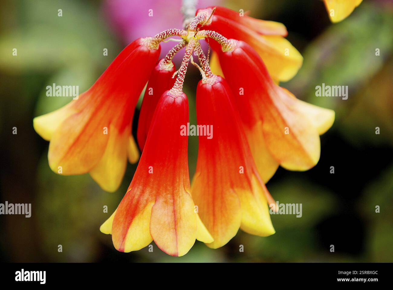 Fleur, sano chimal rhododendron cinnabarinum, Yumthang, Sikkim du Nord, Inde, Asie Banque D'Images