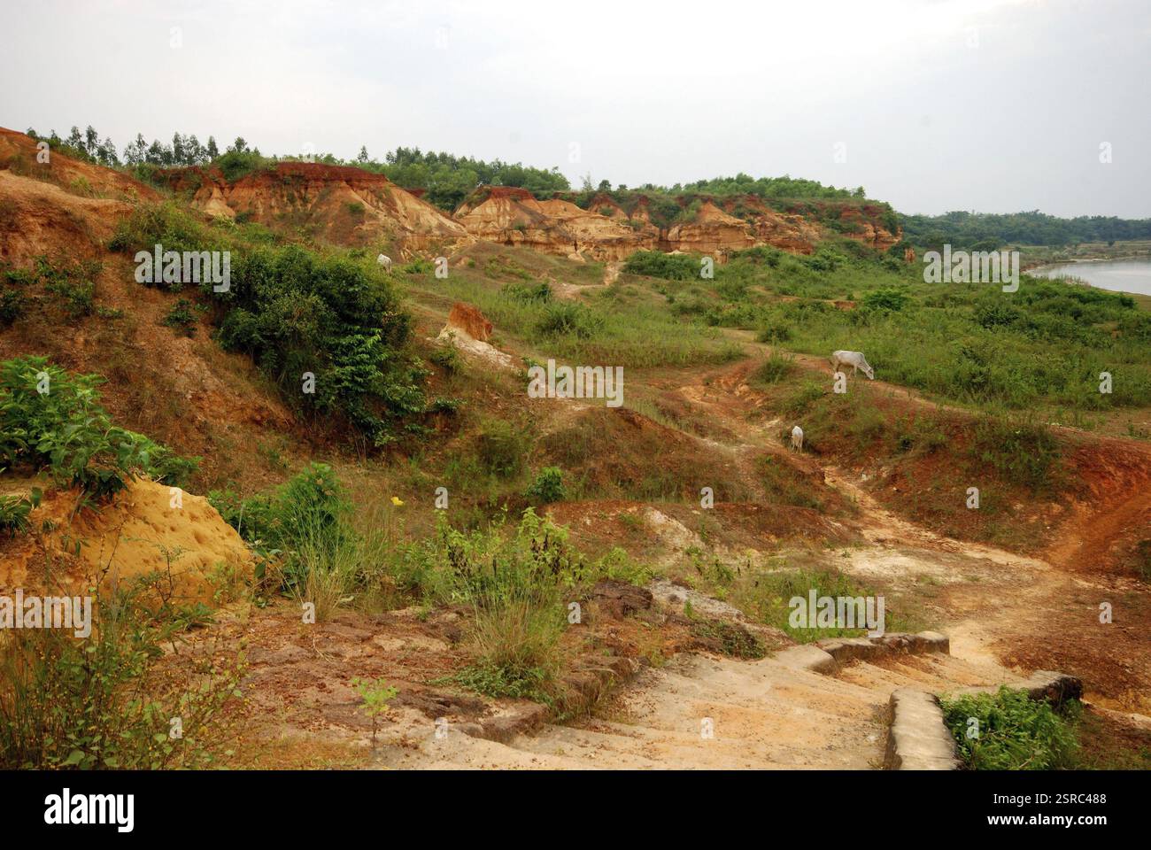La rive érodée de la rivière montre la coloration du sol rouge, Medinipur, Bengale occidental, Inde, Asie Banque D'Images