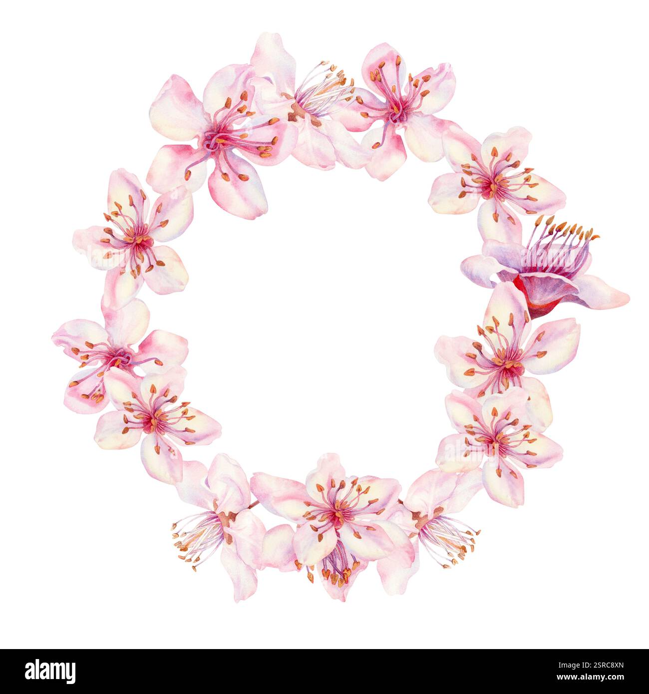 Couronne avec des fleurs de sakura sur un fond blanc. Fleurs de fleurs de cerisier florissantes au printemps pour le festival Hanami. Nuances délicates de rose, lilas, lilas, p Banque D'Images