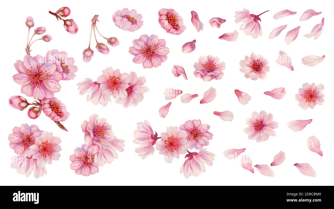 Ensemble de pétales et fleurs de sakura rose. Pétales de cerise dans des tons délicats de rose, lilas, violet. Peinture aquarelle réaliste de fleurs de cerisier de printemps Banque D'Images