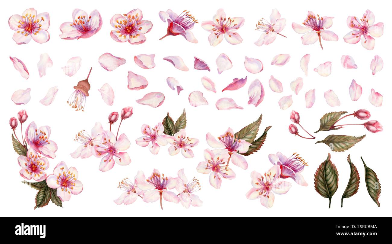 Ensemble de pétales de sakura rose, fleurs, feuilles vertes. Pétales de cerise dans des tons délicats de rose, lilas, violet. Peinture aquarelle réaliste de Spring che Banque D'Images
