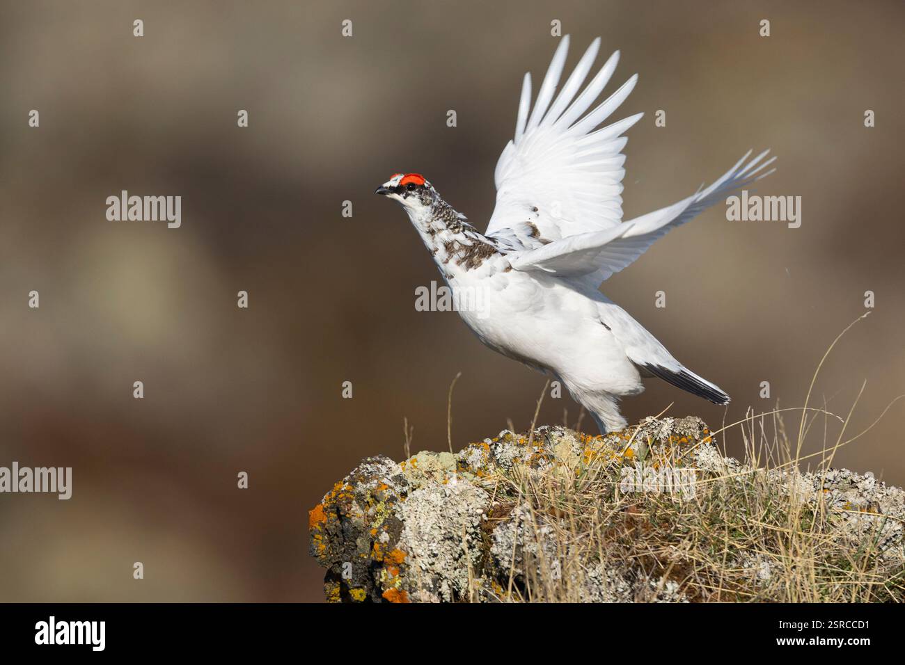 Rock Ptarmigan (Lagopus muta islandorum), vue latérale d'un individu au décollage, région du Nord-est, Islande Banque D'Images