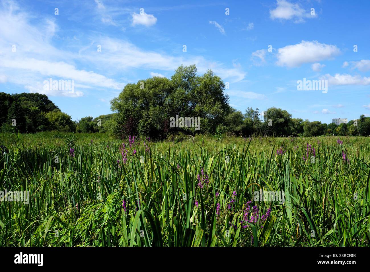 Lilas violet fleurissant sur une belle prairie verte sous un ciel bleu clair par une journée ensoleillée, lors d'une randonnée à Tiefwerder Wiesen, Berlin Spandau. Banque D'Images