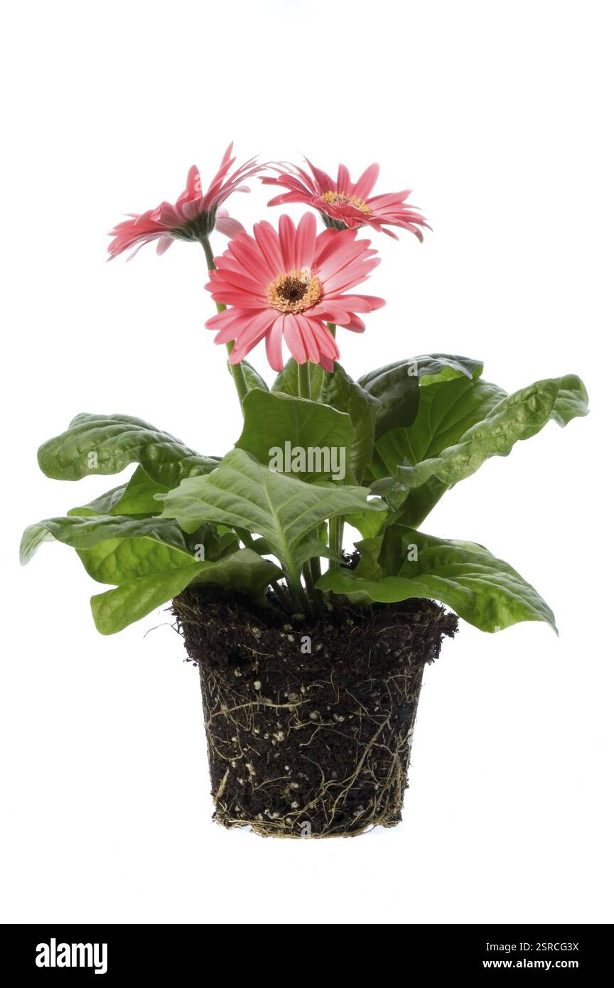 Fleurs de printemps avec système racinaire Banque D'Images