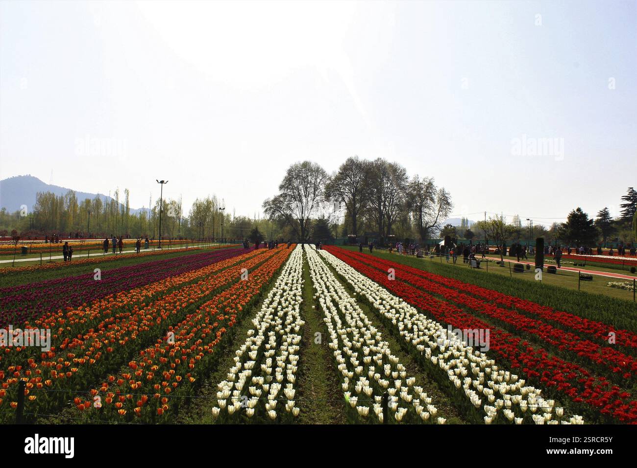 Indira Gandhi Memorial Tulip Garden, à Srinagar, au Cachemire, en Inde, en Asie Banque D'Images