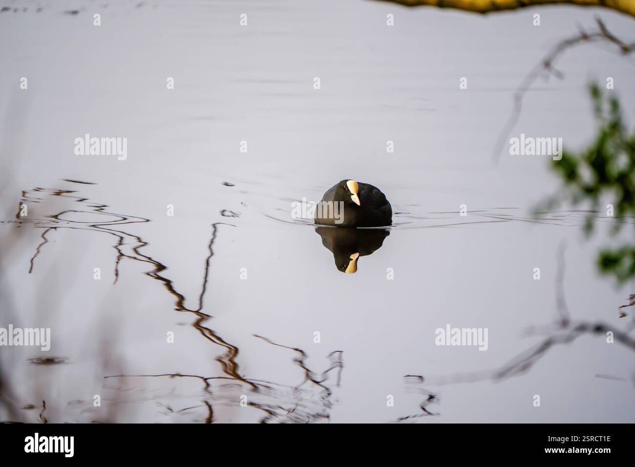 Solitaire Eurasian Coot réfléchissant sur des eaux tranquilles avec des ondulations abstraites et une composition minimaliste Banque D'Images Solitaire Eurasian Coot réfléchissant sur des eaux tranquilles avec des ondulations abstraites et une composition minimaliste Banque D'Images