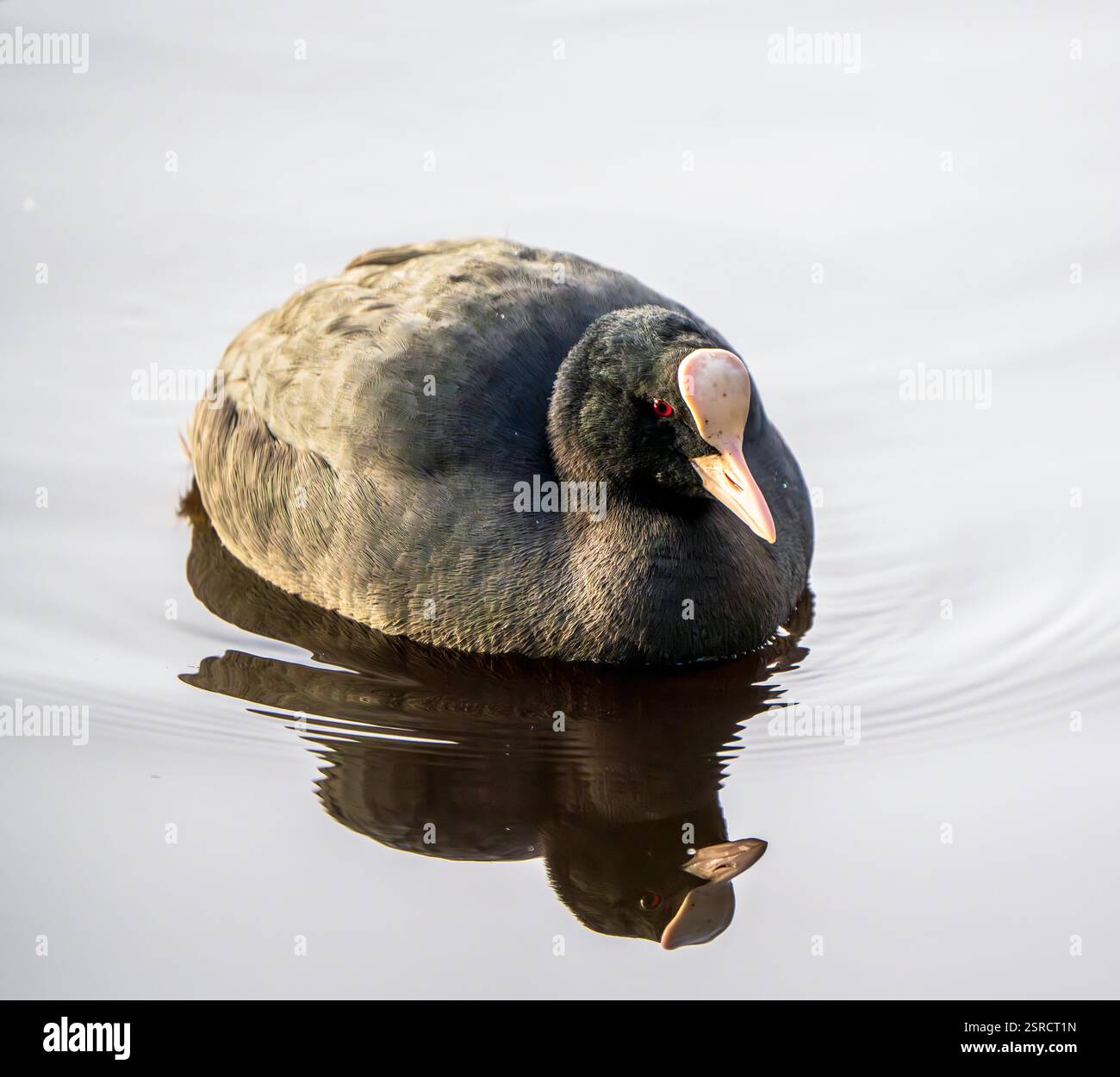 Gros plan d'un Coot eurasien réfléchissant sur des eaux calmes aux ondulations subtiles Banque D'Images Gros plan d'un Coot eurasien réfléchissant sur des eaux calmes aux ondulations subtiles Banque D'Images