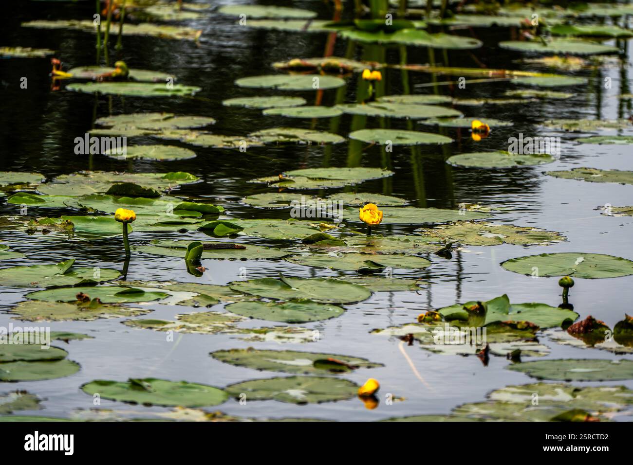 Étang tranquille avec des nénuphars jaunes et des feuilles réfléchissantes dans un habitat naturel de terres humides Banque D'Images