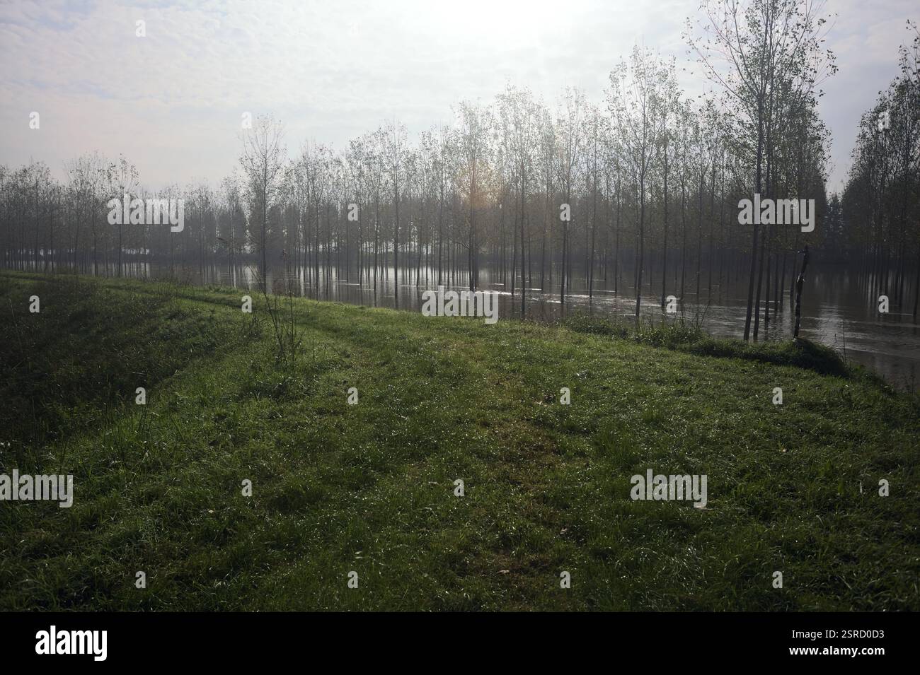 Sentier herbeux sur un remblai bordé de bosquets inondés dans la campagne italienne Banque D'Images