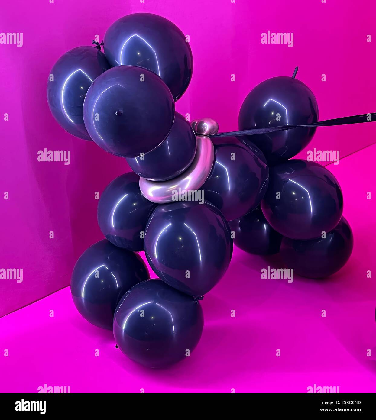 Une élégante sculpture de chien ballon noir sur fond rose vif. Le col métallique et les reflets brillants ajoutent une touche moderne et artistique. Banque D'Images