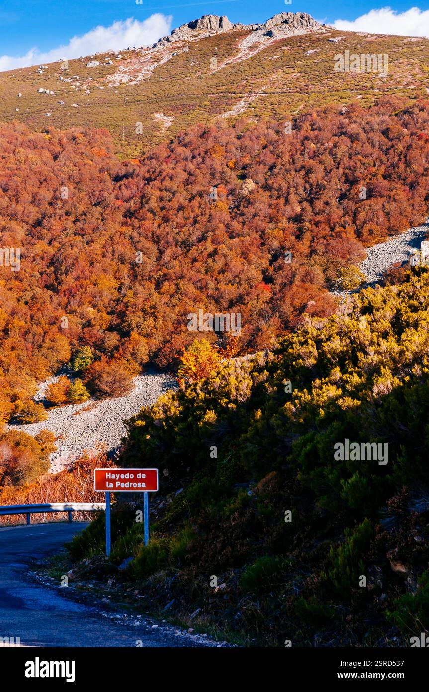 La Pedrosa Forêt de hêtres - Hayedo de la Pedrosa. Située sur le versant nord du massif du Ayllón, c’est l’une des forêts de hêtres les plus méridionales d’EUR Banque D'Images