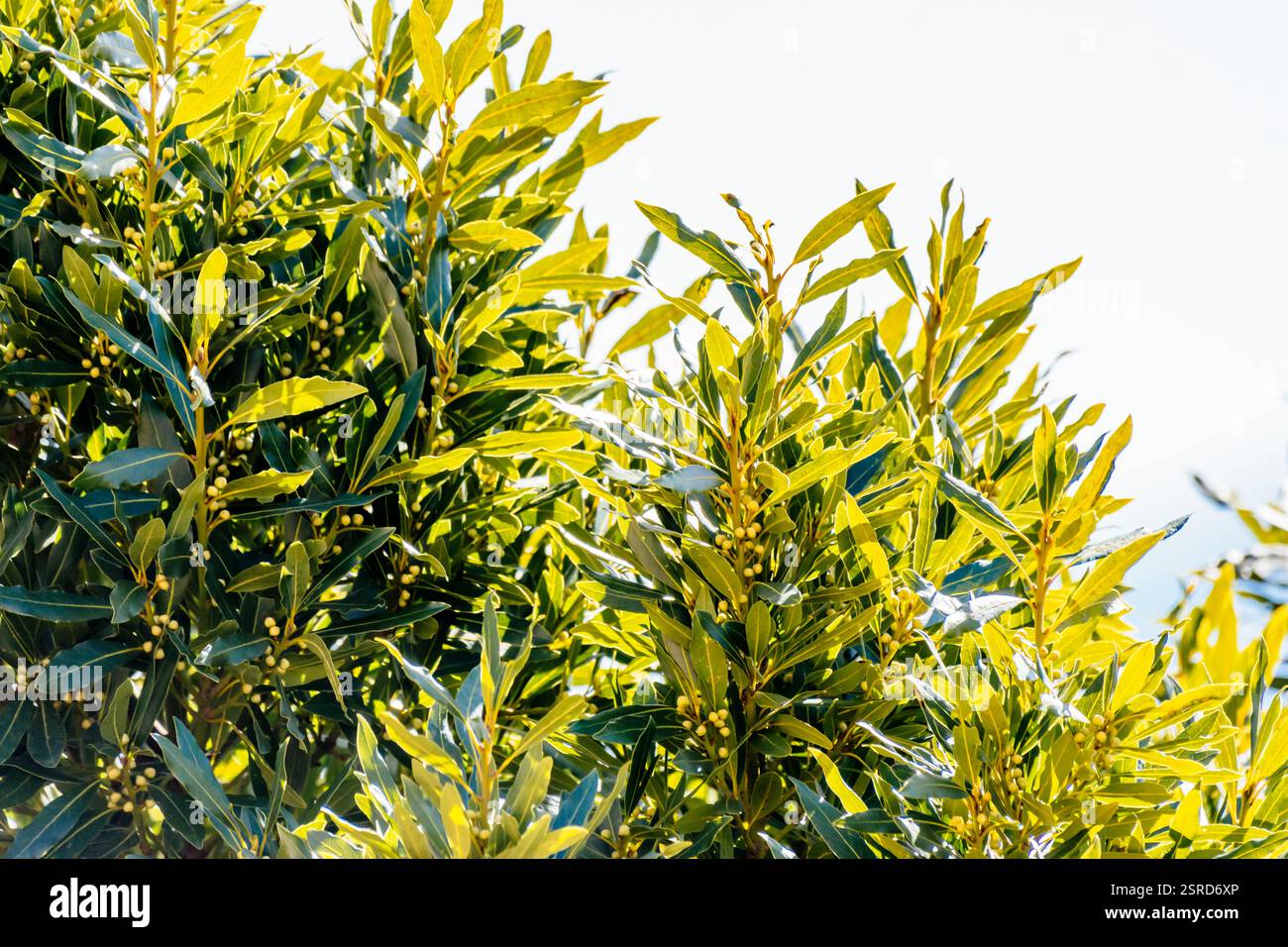 Laurus nobilis à la fin de l'hiver avant la floraison. Jaén, Andalucía, Espagne, Europe Banque D'Images
