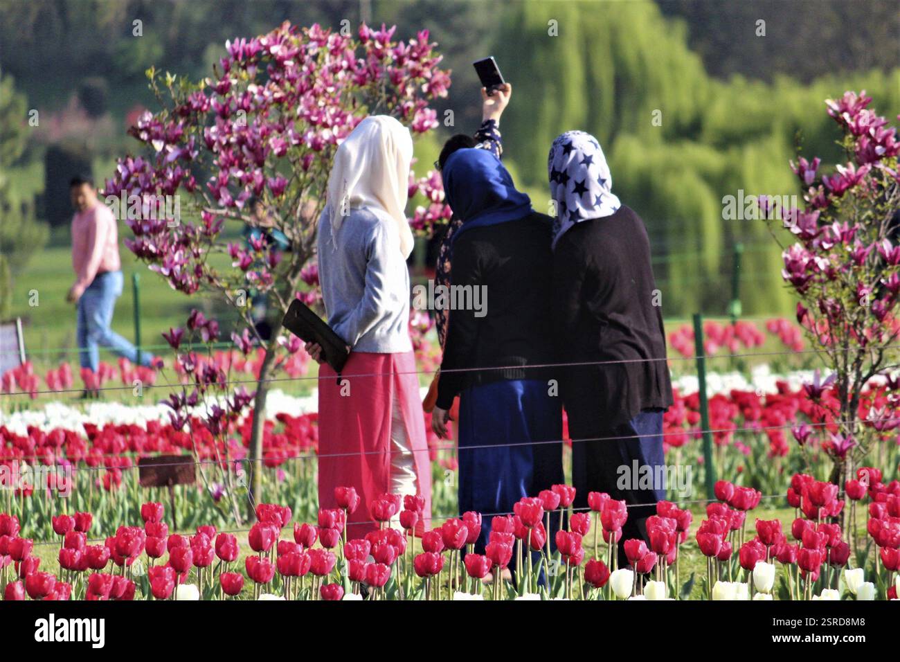 Femmes prenant selfie dans Indira Gandhi Memorial Tulip Garden, Cachemire, Inde, Asie Banque D'Images