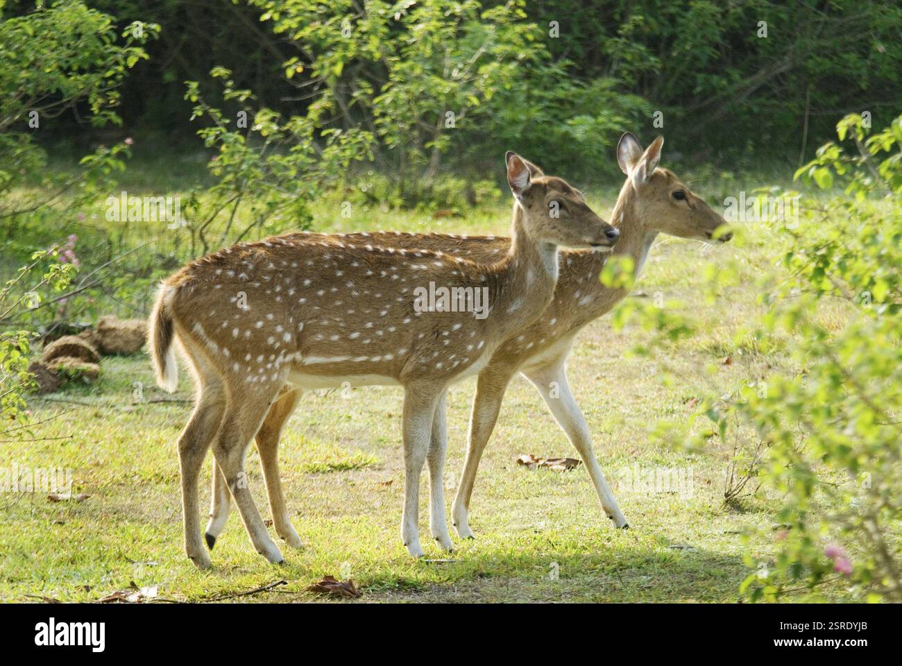 Axe de la paire de cerfs tacheté ou chital, Bangalore, Karnataka, Inde, Asie Banque D'Images