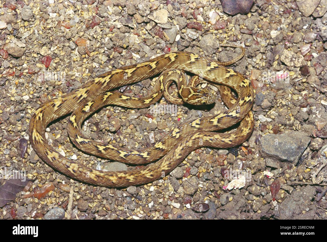 Reptiles, serpent de chat commun indien boiga trigonata Banque D'Images