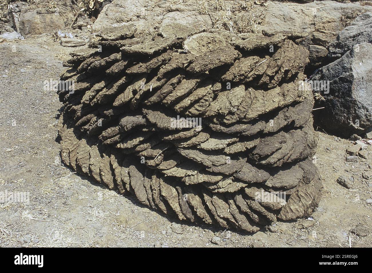 Les plateaux de la bouse de vache cake, Pune, Maharashtra, Inde, Asie Banque D'Images